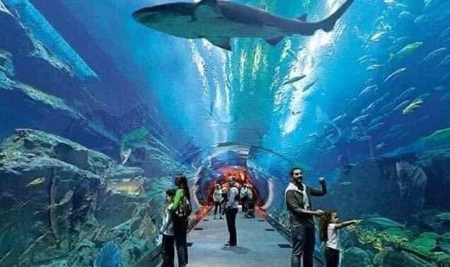 Aquarium trip