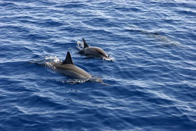 Dolphin House