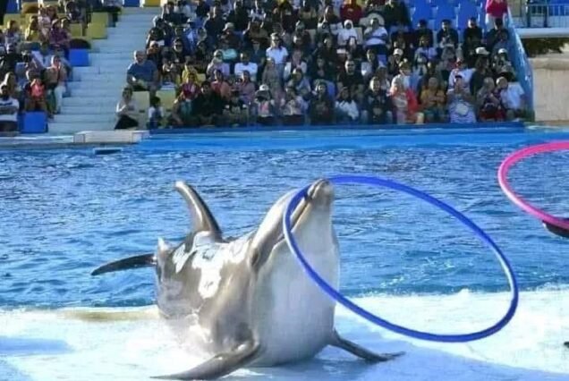 Dolphin show trip