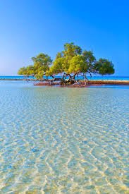 Mangrove Beach Trip