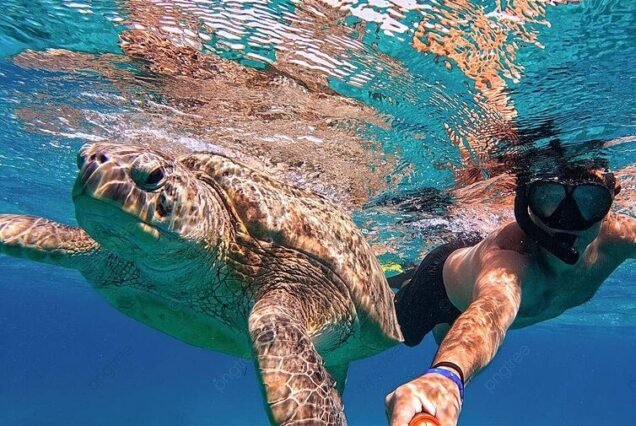 Sea trip swimming with turtles